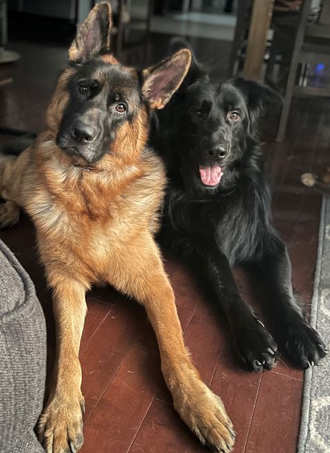 Brian's dogs, Bruce and Larry
